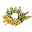 Zen Garden Tempura 