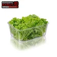 Lettuce 